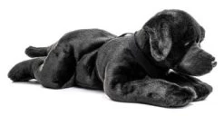 UNI-TOYS® Labrador Schwarz, Liegend - 60 Cm (Länge) - Plüsch-Hund, Haustier - Plüschtier Kuscheltiere 8 UNI-TOYS® Labrador Schwarz, Liegend - 60 Cm (Länge) - Plüsch-Hund, Haustier - Plüschtier Kuscheltiere -Spielwelten Verkauf 24283025 03